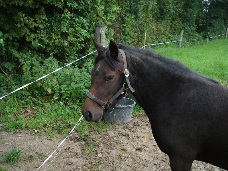 Anden særlig race dixie billede 3