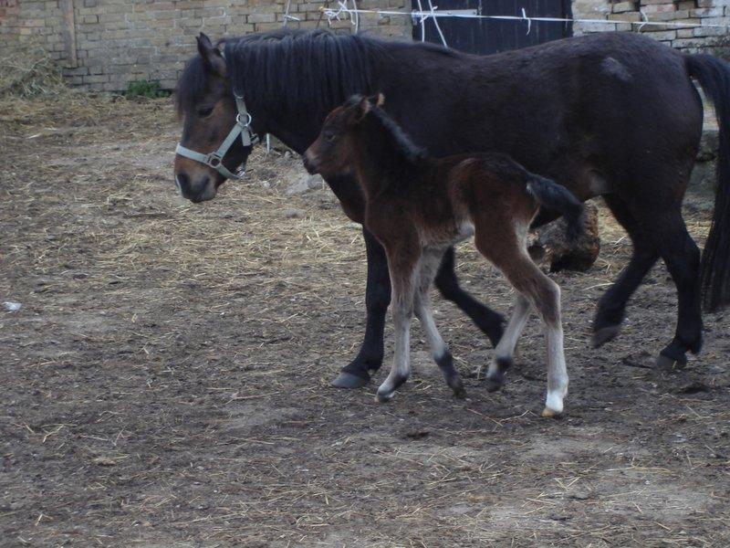 Anden særlig race dixie billede 5