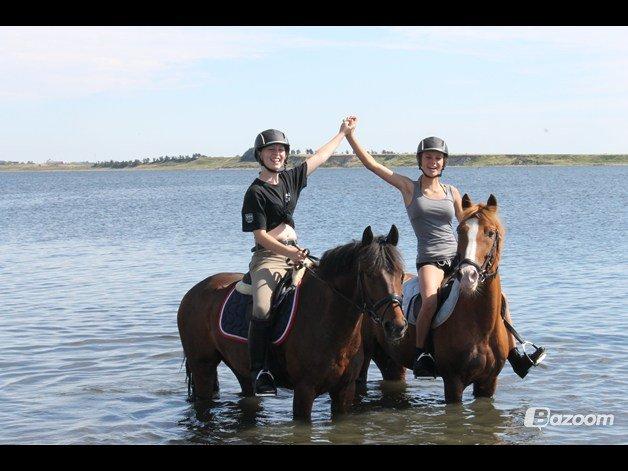New Forest Remontes Gee-Gee -B-pony - "Remontes Gee-Gee,Ginnie,Anja og Jeg en Tur ved Heltborgfjord!"
Tusinde tak for en fantastisk tur med to fatastiske ponyer og en fantastisk pige :)<3 billede 18