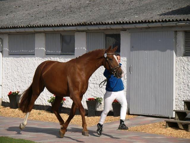 Frederiksborg Østervangs Fleur De Lis billede 19