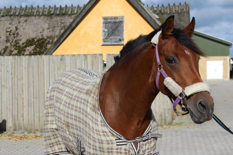 Anden særlig race starlight (R.I.P) <3 - 
09/10-12 billede 5