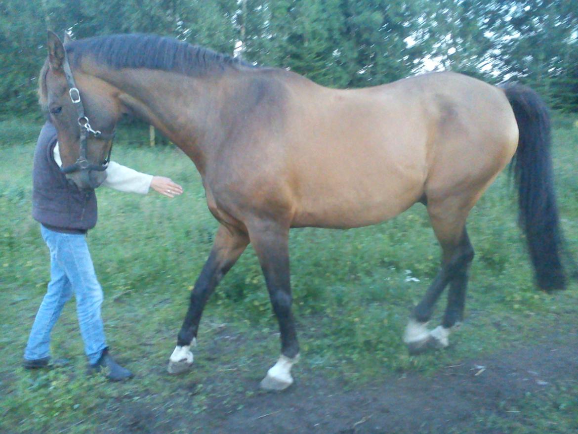 Dansk Varmblod Lima - mor træner lima :D billede 8