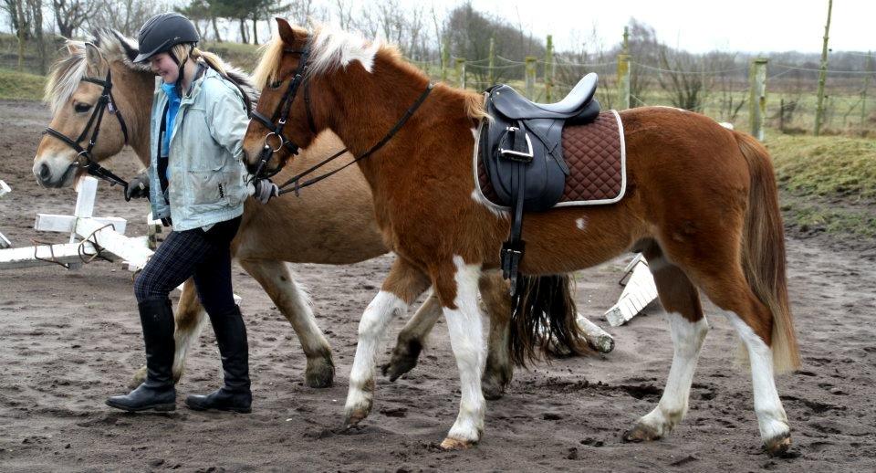 Pinto Harle Kin billede 3