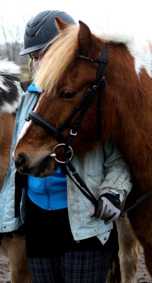 Pinto Harle Kin billede 4