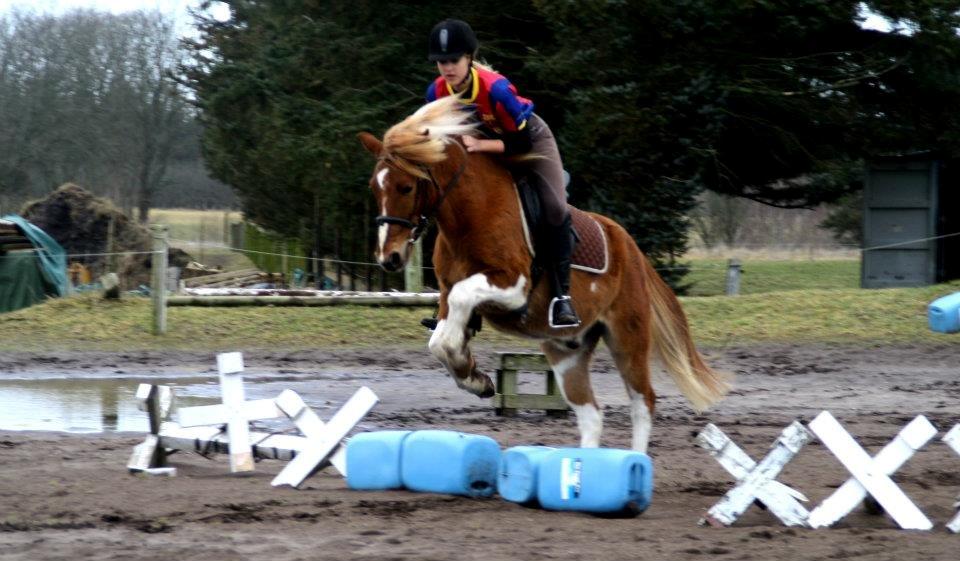 Pinto Harle Kin billede 5