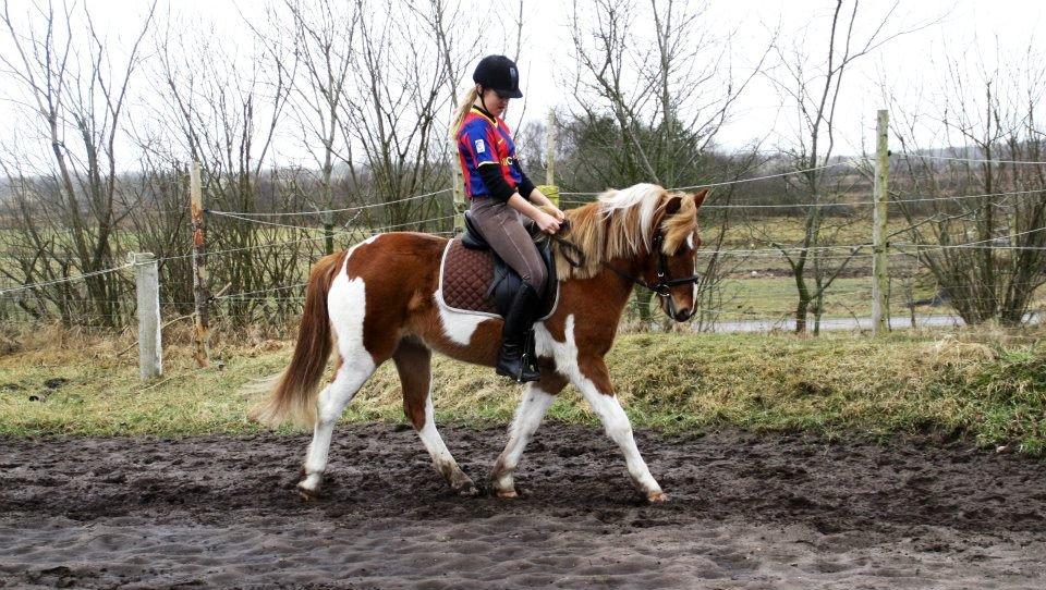 Pinto Harle Kin billede 6