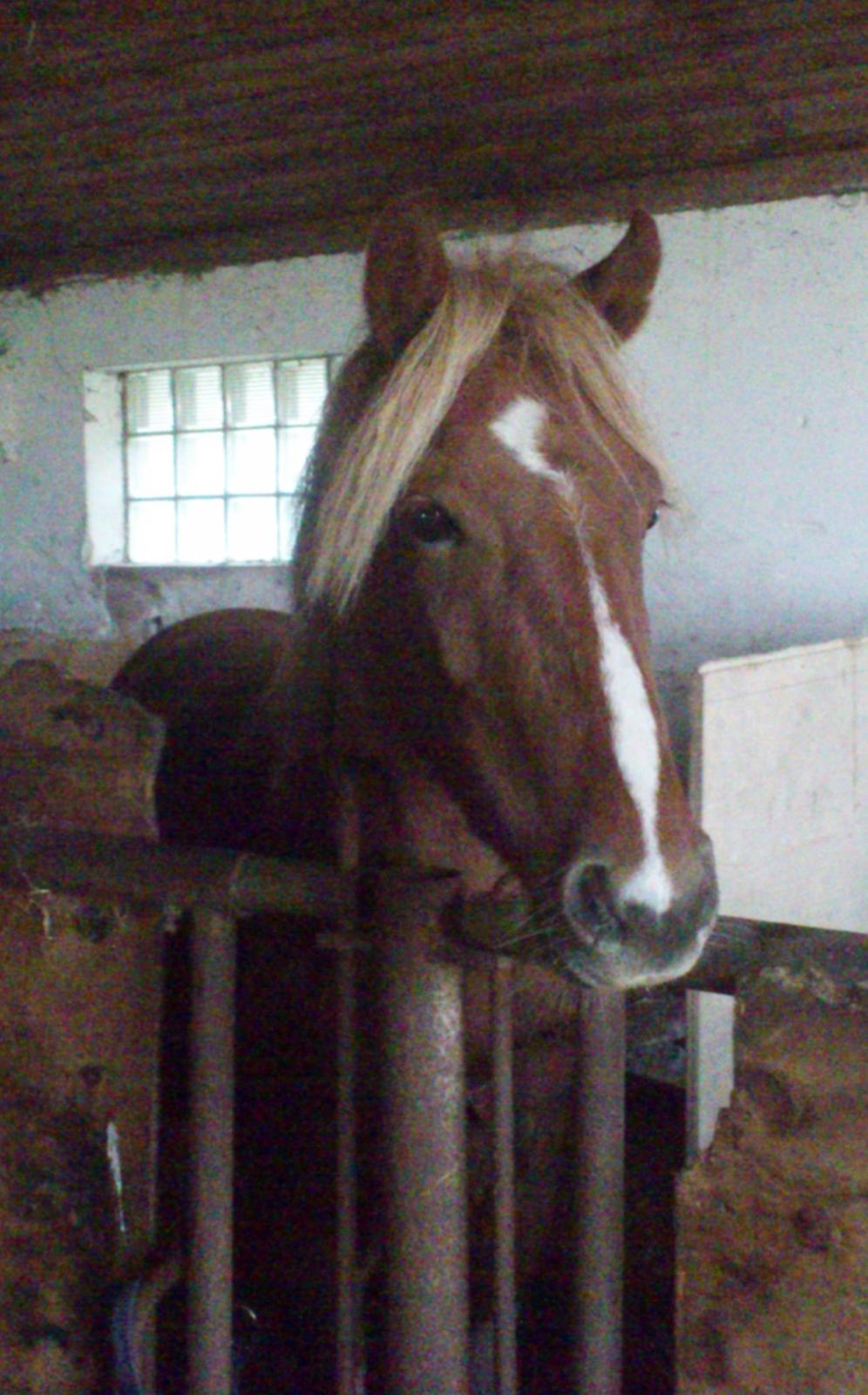 Pinto Harle Kin billede 7