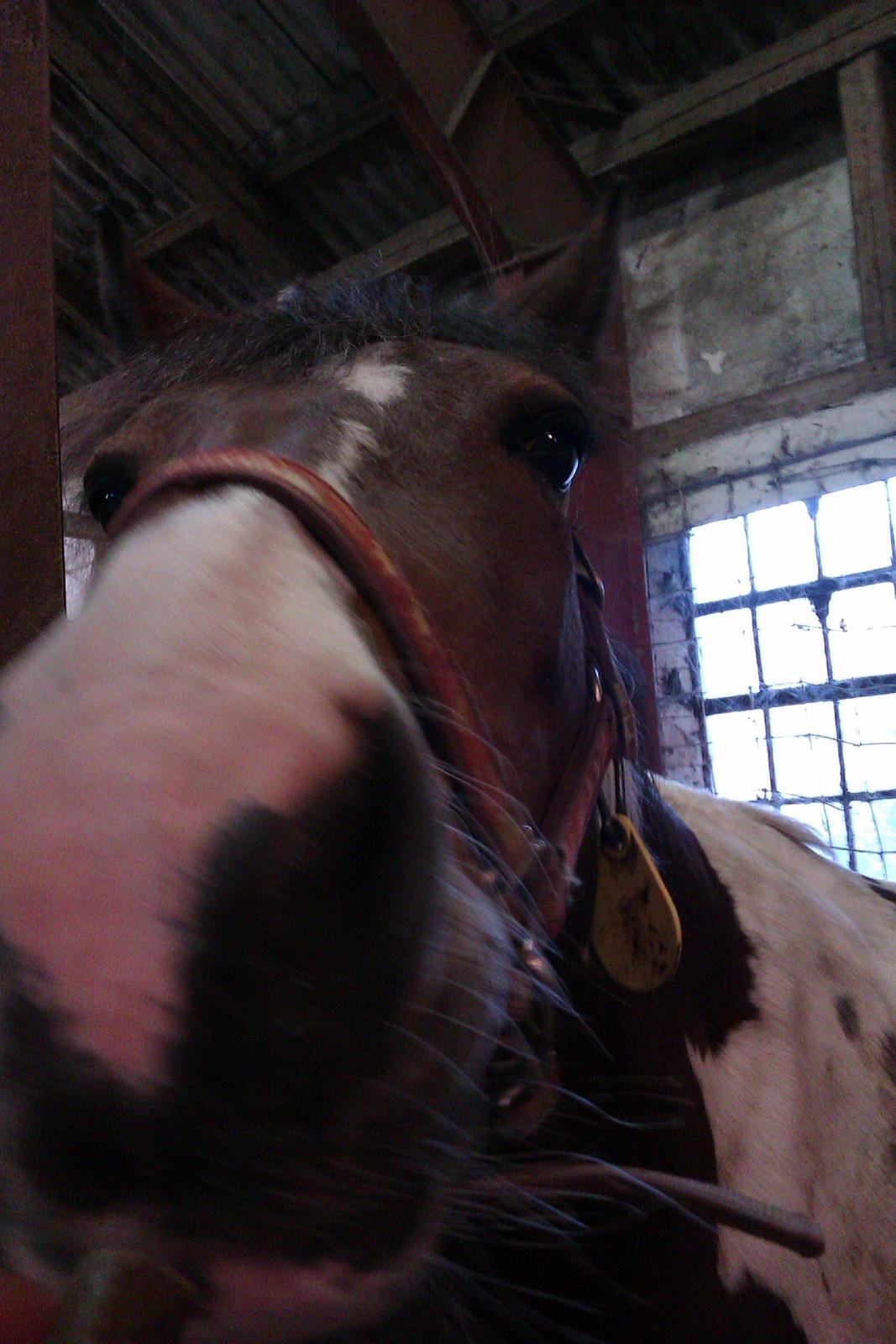 Anden særlig race Mille (Pensioneret) - Kærlighed er som en rose.For at den kan vokse og være pæn, skal man passe på den og være tålmodig.Indimellem stikker den, men det er det hele værd, når man tager sig tid og ser på hvor smuk den er <3<3. billede 5