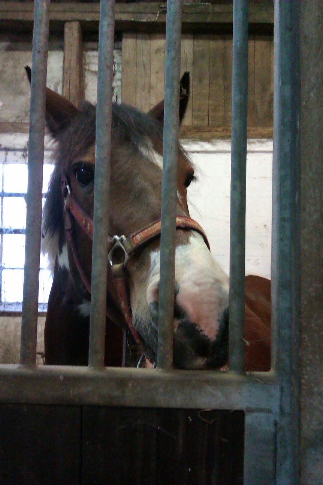 Anden særlig race Mille (Pensioneret) - Der er ingen der er perfekte,men der er nogen der er perfekte for hinanden<3<3. billede 6