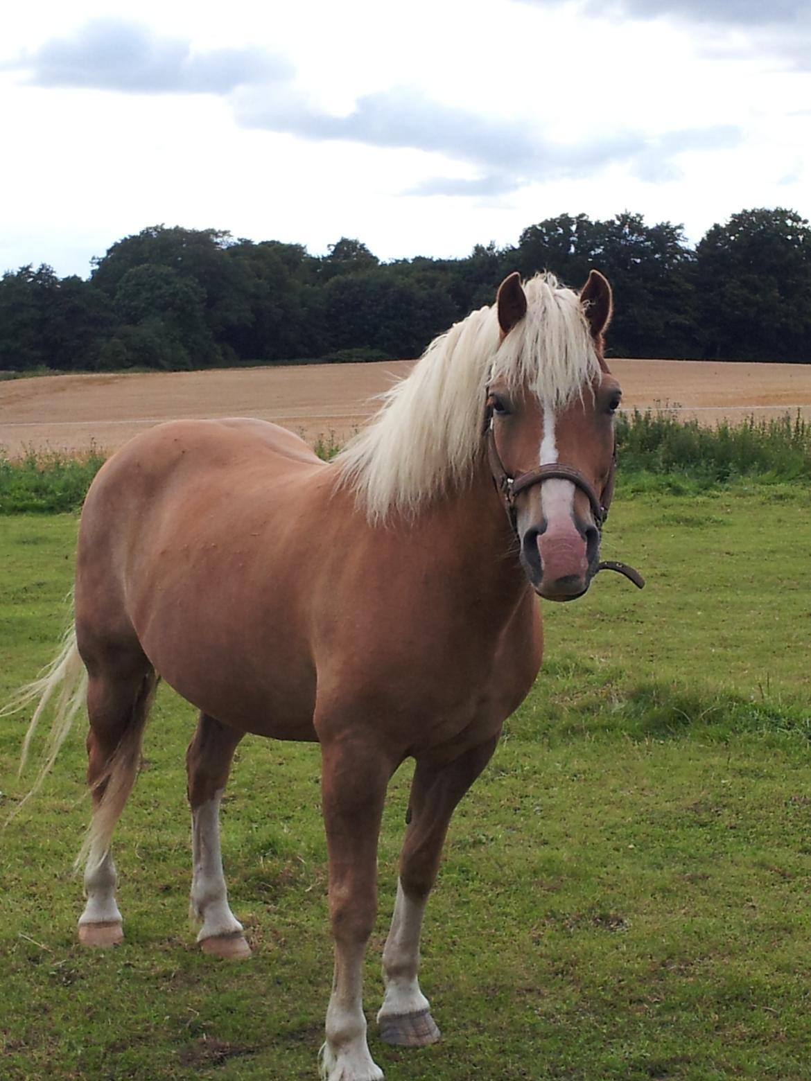 Haflinger Lasso billede 5