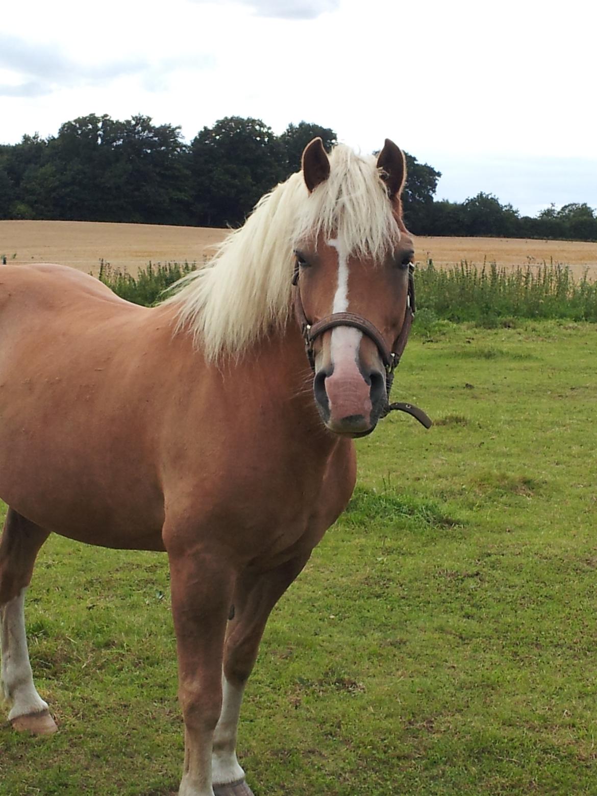Haflinger Lasso billede 1