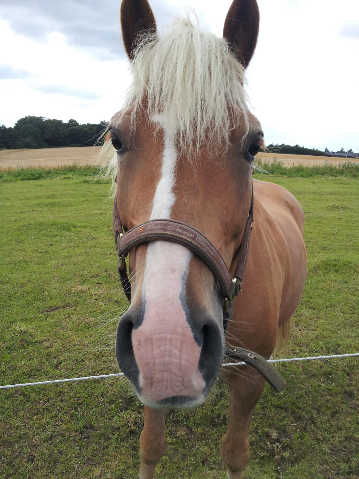 Haflinger Lasso billede 6