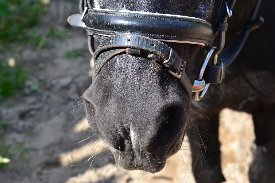 Shetlænder Tulle - Tulles super søde mule ;) billede 11
