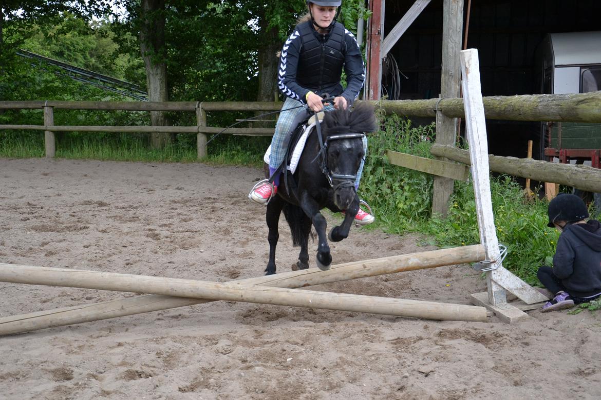 Shetlænder Tulle billede 12