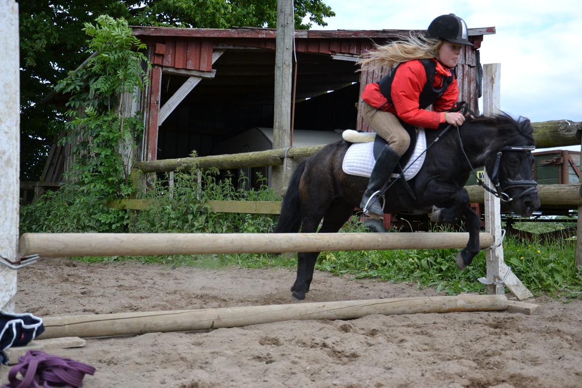 Shetlænder Tulle billede 13