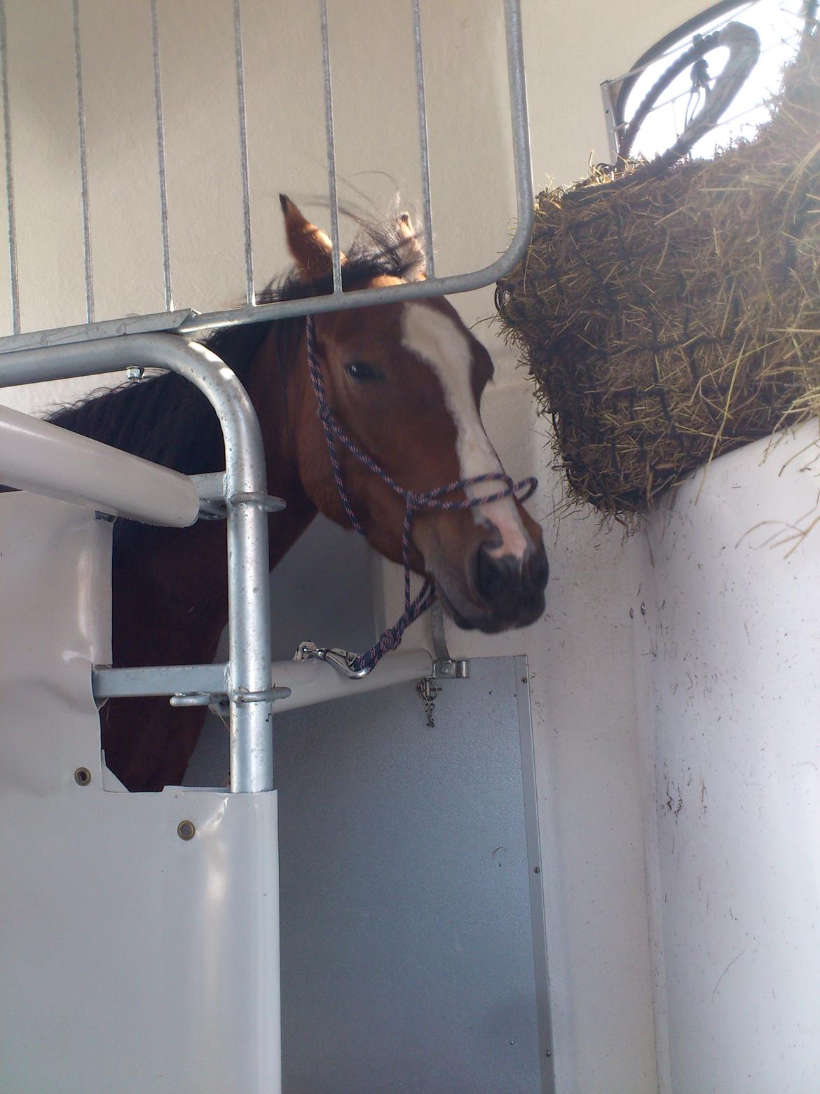 Welsh Partbred (Sec F) Lafayettte (Lami) - Første gang i trailer!<3
-Gik selv ind, så er sååå stolt af min lille skath!<3<3 billede 8