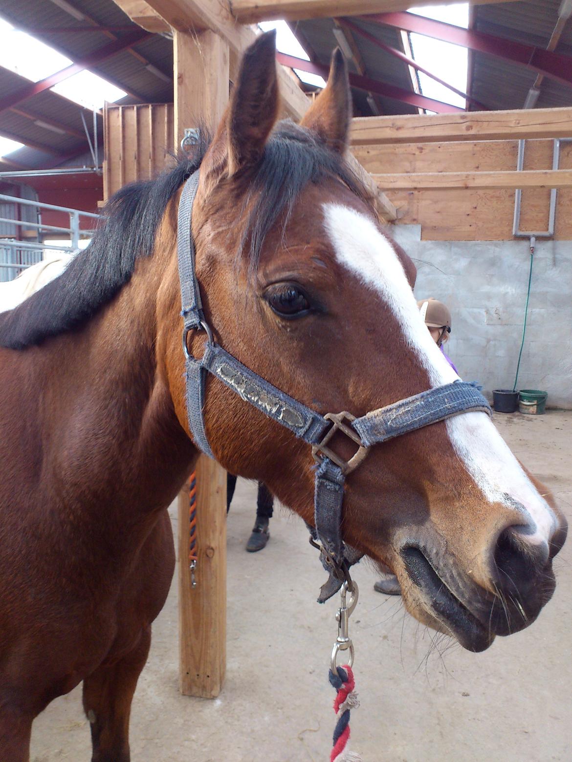 Welsh Partbred (Sec F) Lafayettte (Lami) - Så røg der lidt af manen, så blev den lidt mere sporty<3<3 billede 10
