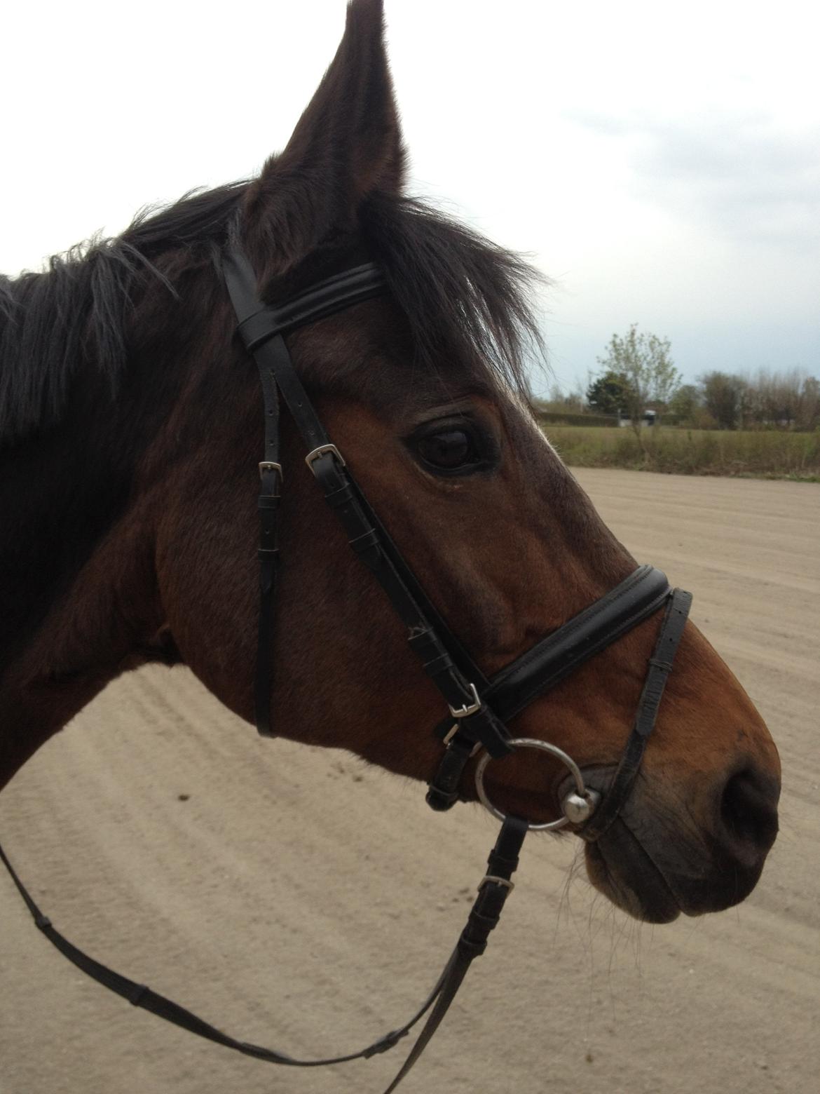 Dansk Varmblod Madame Moiselle - Foto: Mig billede 18