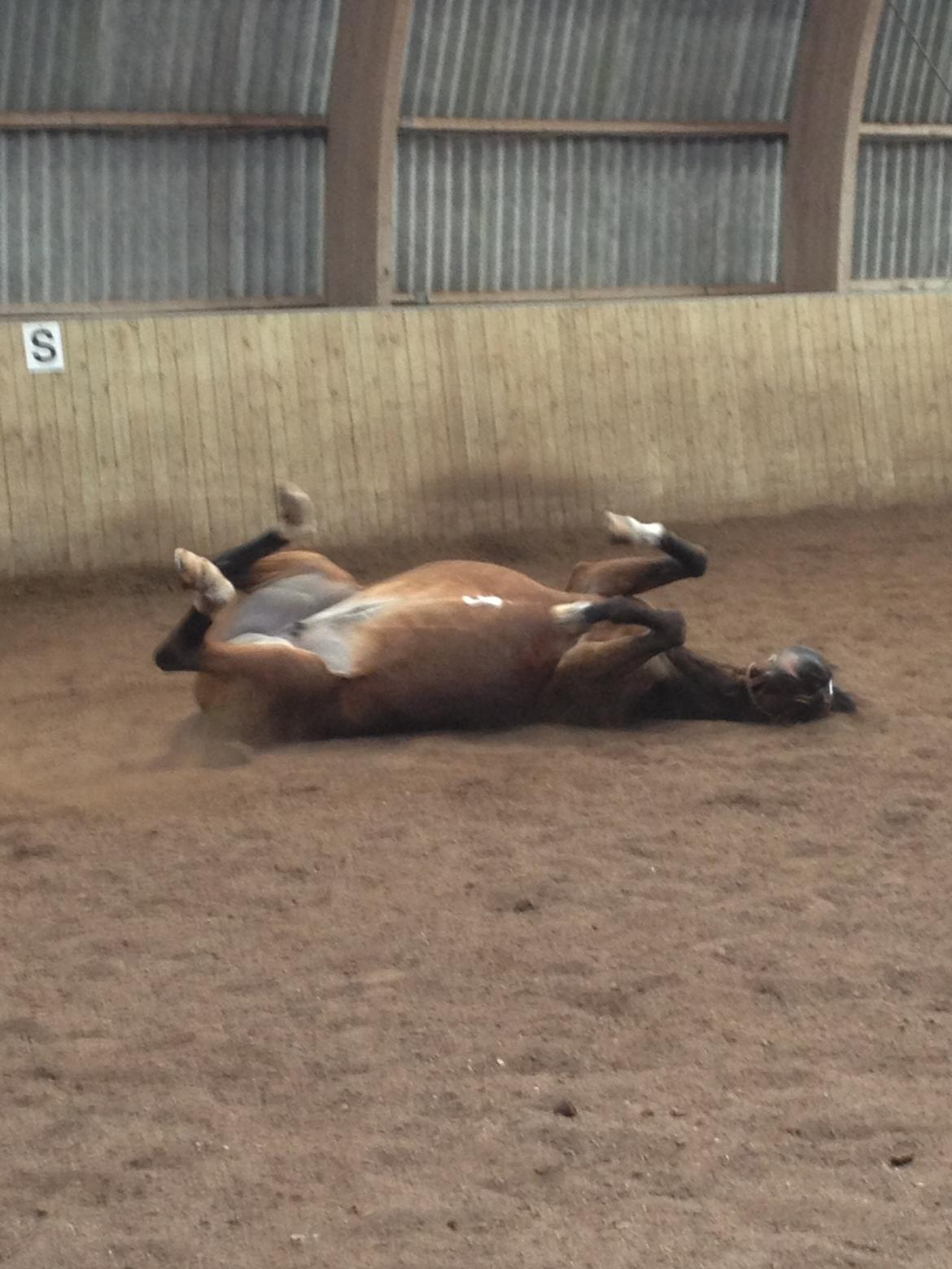 Dansk Varmblod Madame Moiselle - Uuuuh det er dejligt!:-)
Foto: Mig billede 14