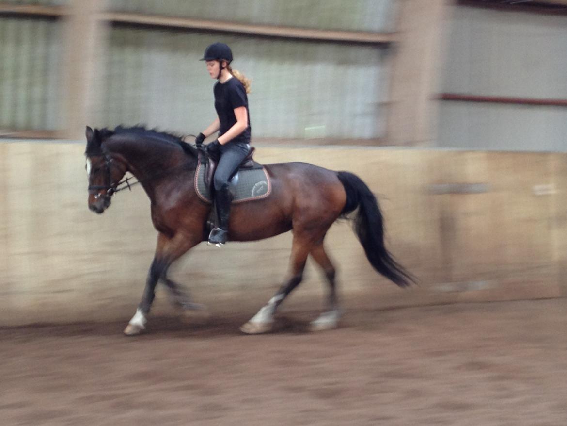 Dansk Varmblod Madame Moiselle - Foto: Frederikke Skelmose billede 10