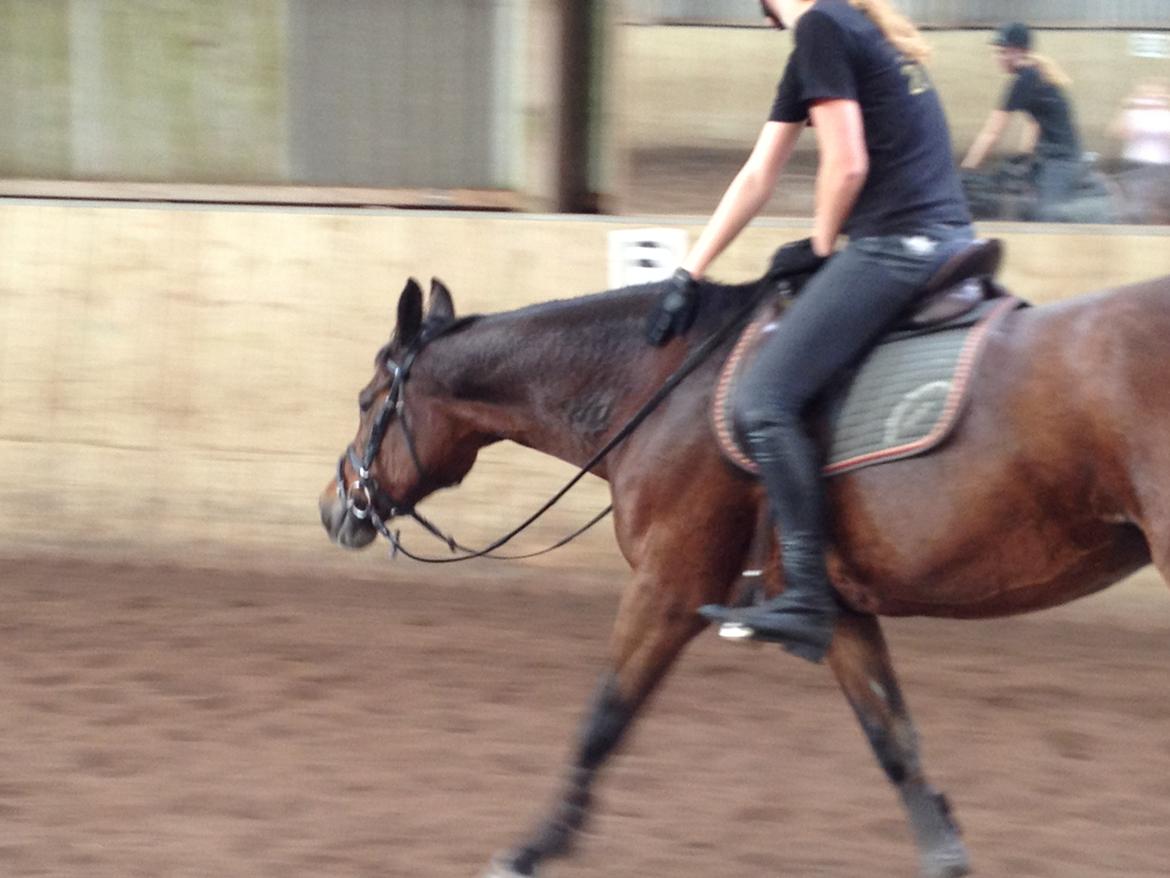 Dansk Varmblod Madame Moiselle - Foto: Frederikke Skelmose billede 11