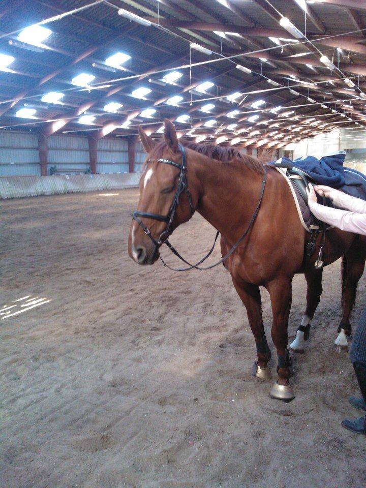 Anden særlig race røde <3 billede 1