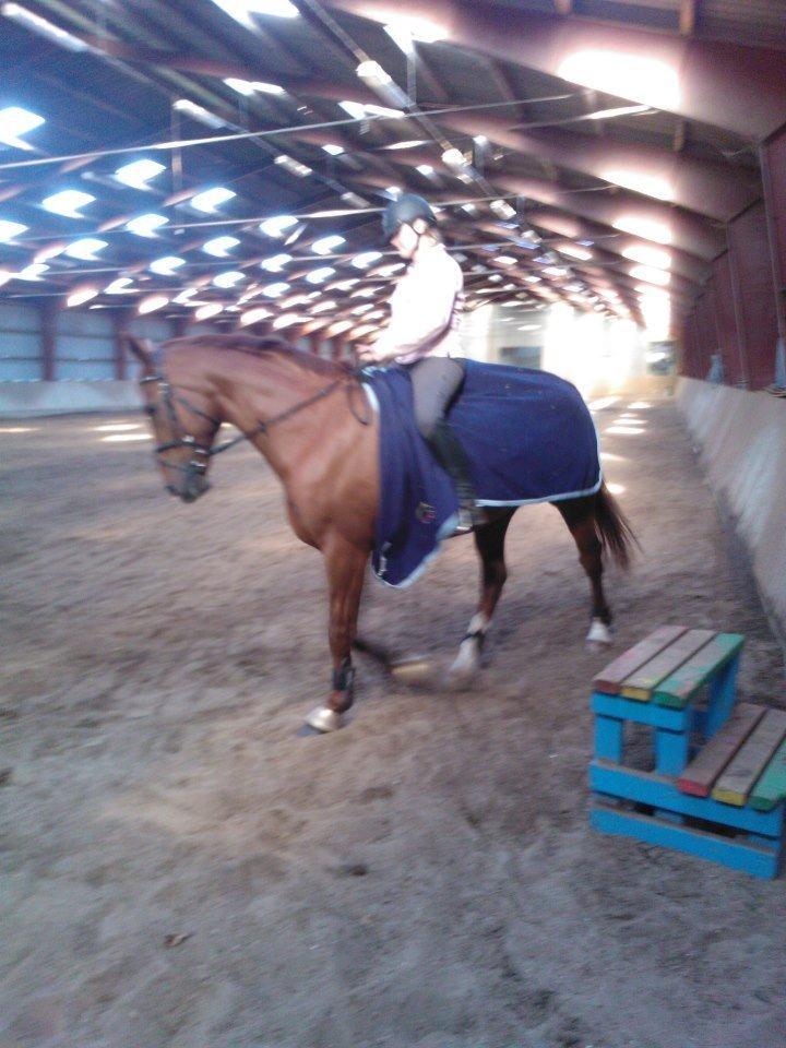 Anden særlig race røde <3 billede 2