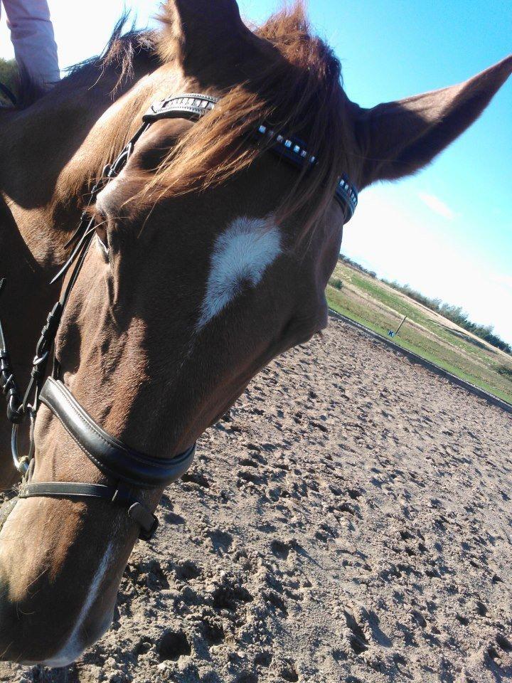 Anden særlig race røde <3 billede 5