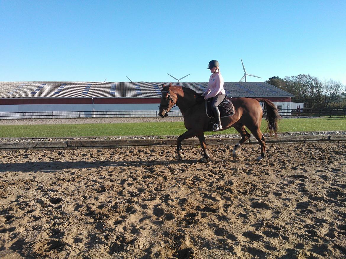 Anden særlig race røde <3 billede 8