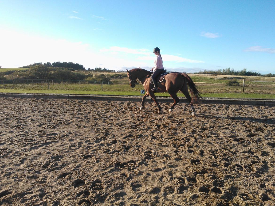 Anden særlig race røde <3 billede 9