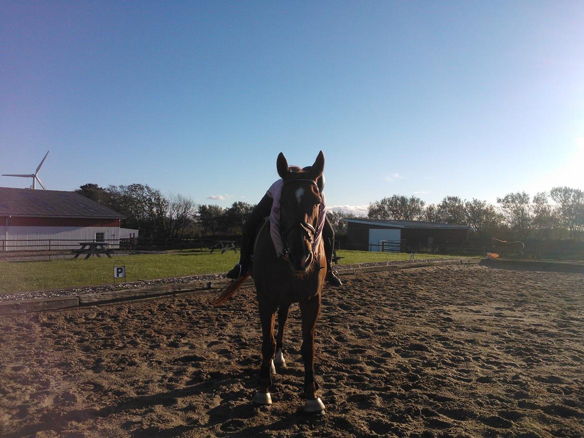 Anden særlig race røde <3 billede 11