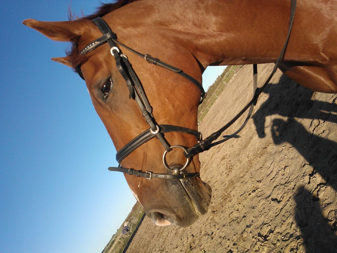 Anden særlig race røde <3 billede 13