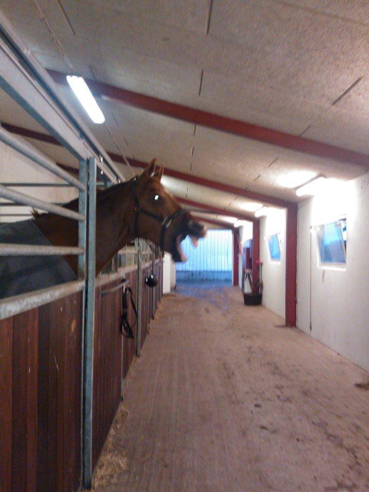 Anden særlig race røde <3 billede 15