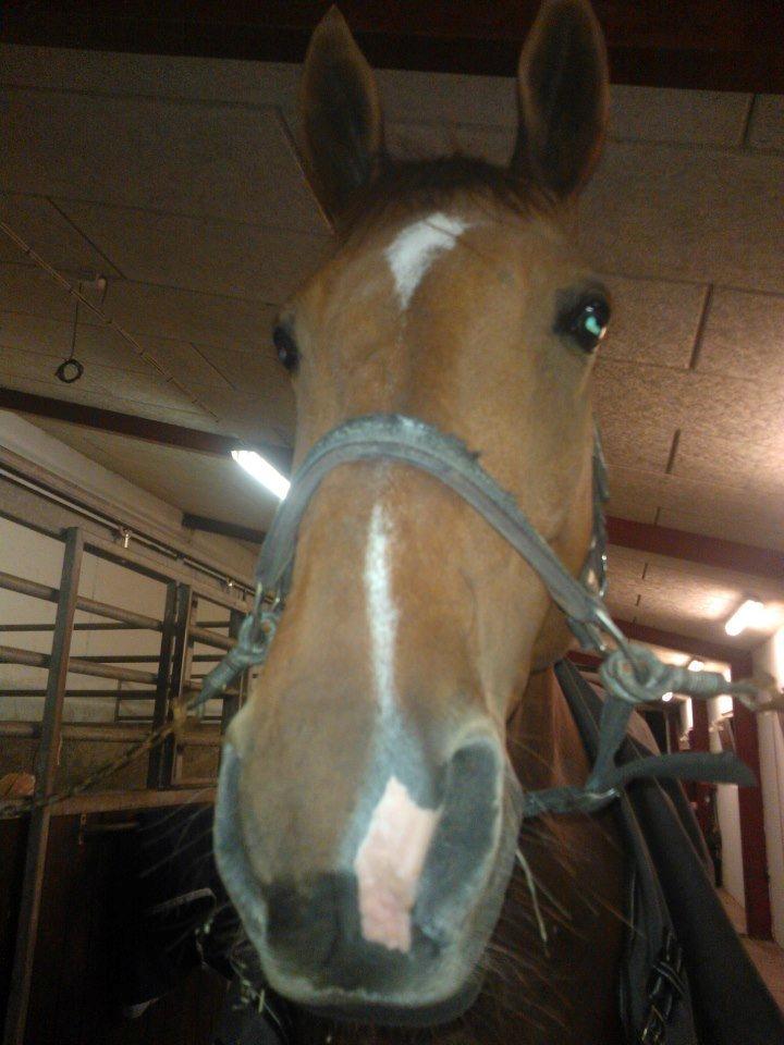 Anden særlig race røde <3 billede 17