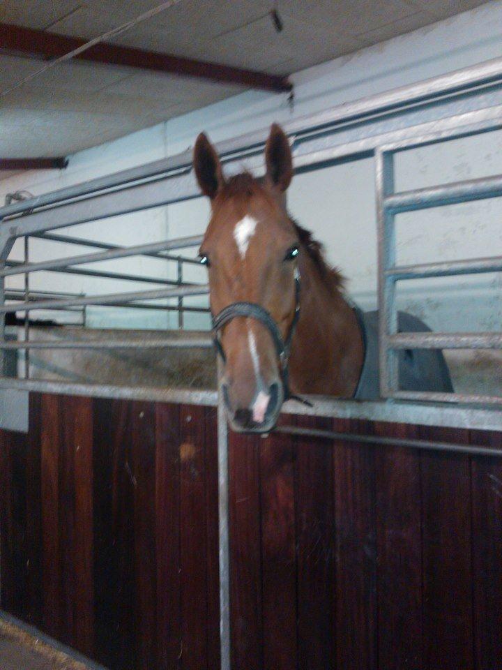 Anden særlig race røde <3 billede 18