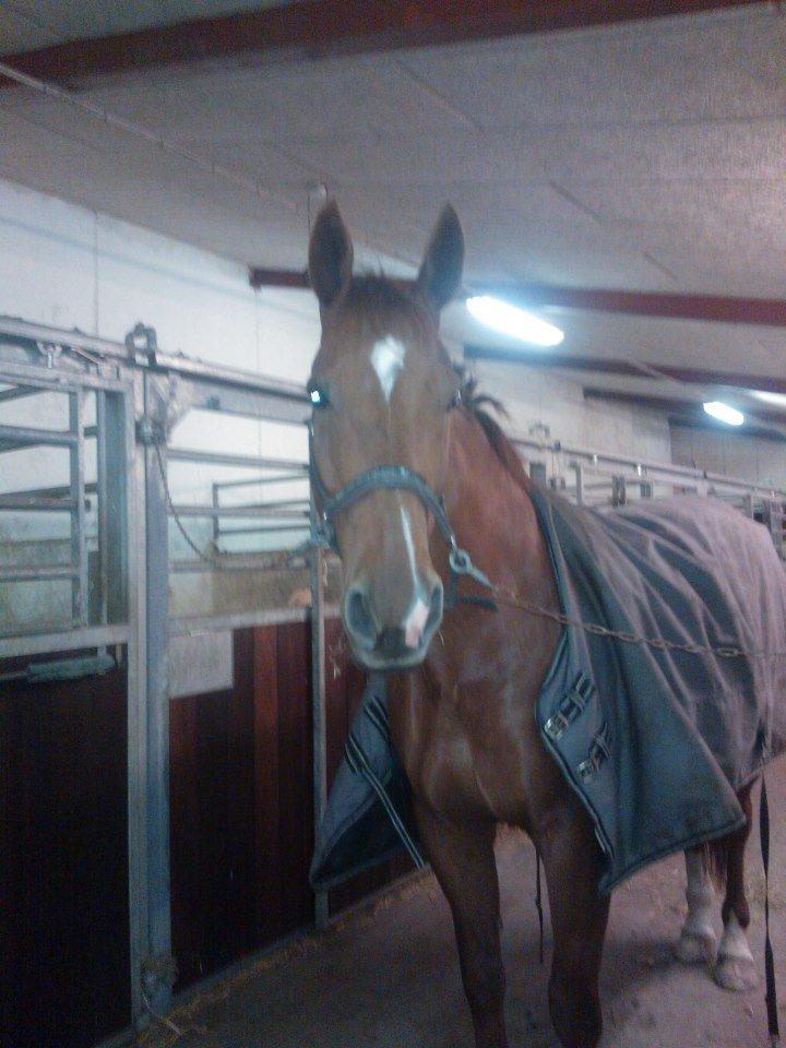 Anden særlig race røde <3 billede 19