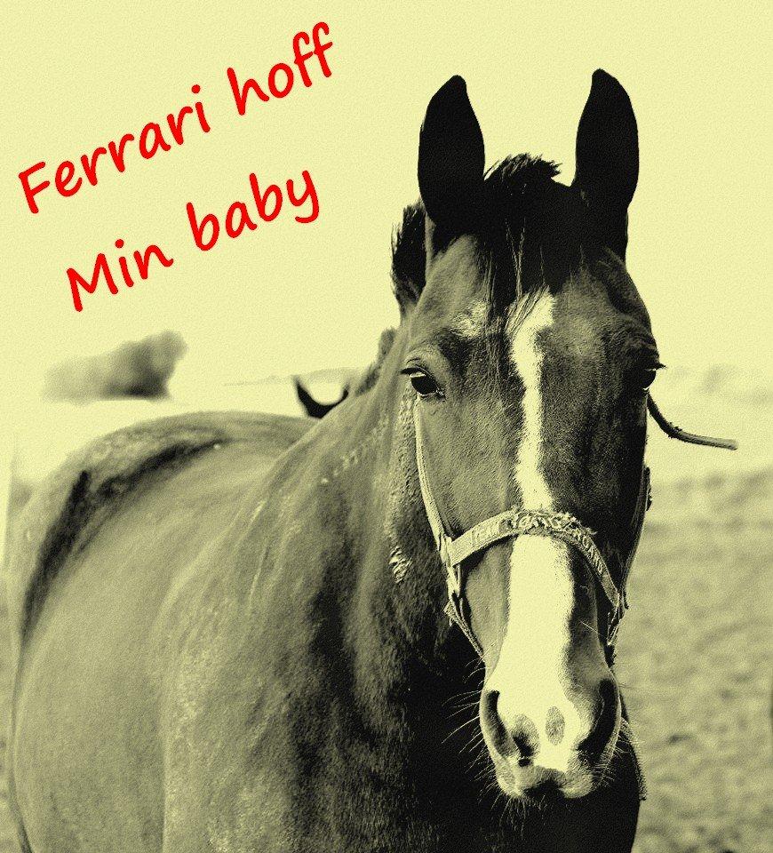 Traver Ferrari Hoff - min baby hest 
foto (lykke bæk) billede 4