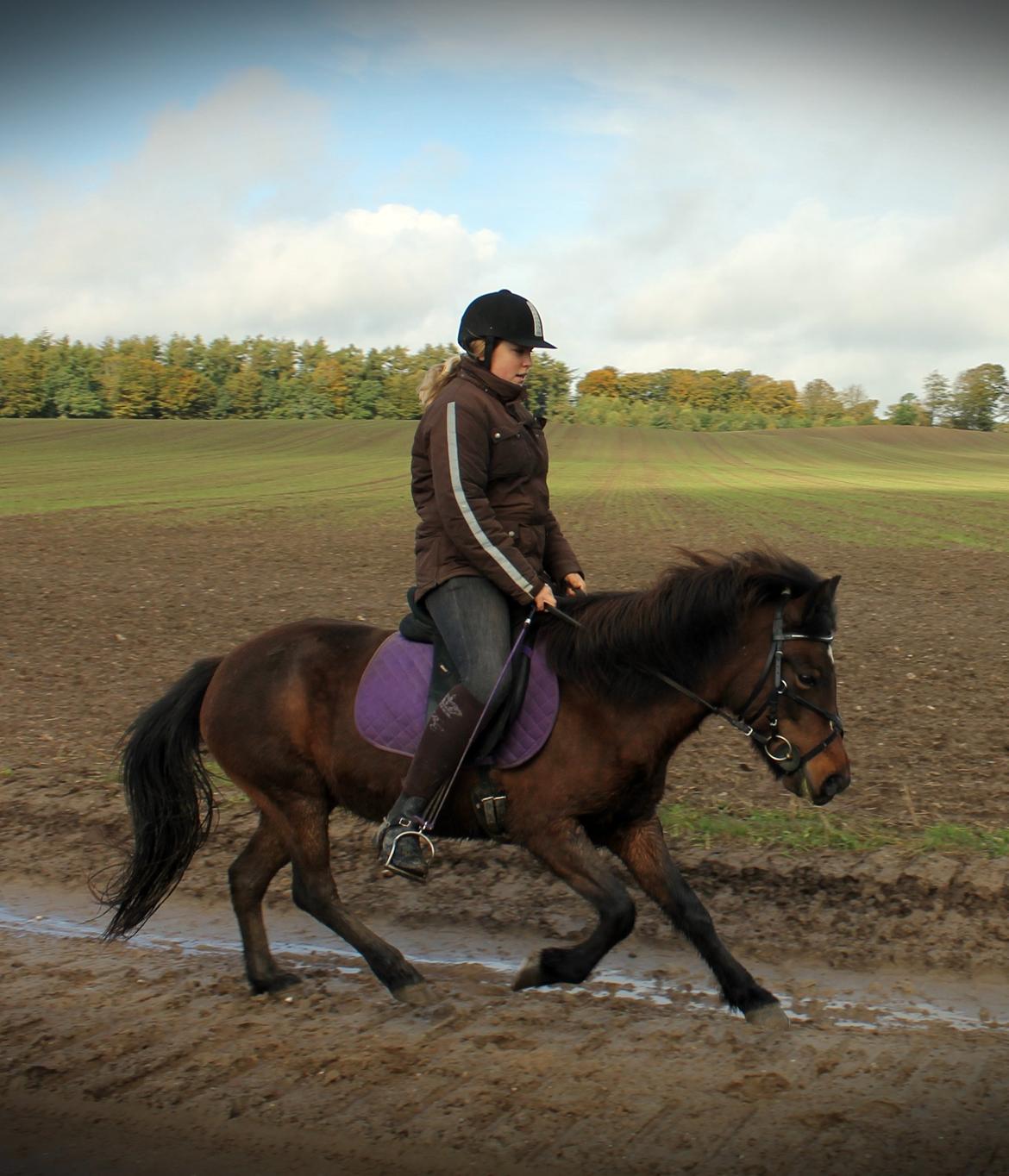Islænder vigdis fra tågelundgård!:-* - Lækker Pony :-*
Foto: Far billede 18