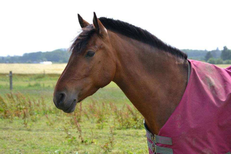 New Forest Enggårdens Conrad billede 6