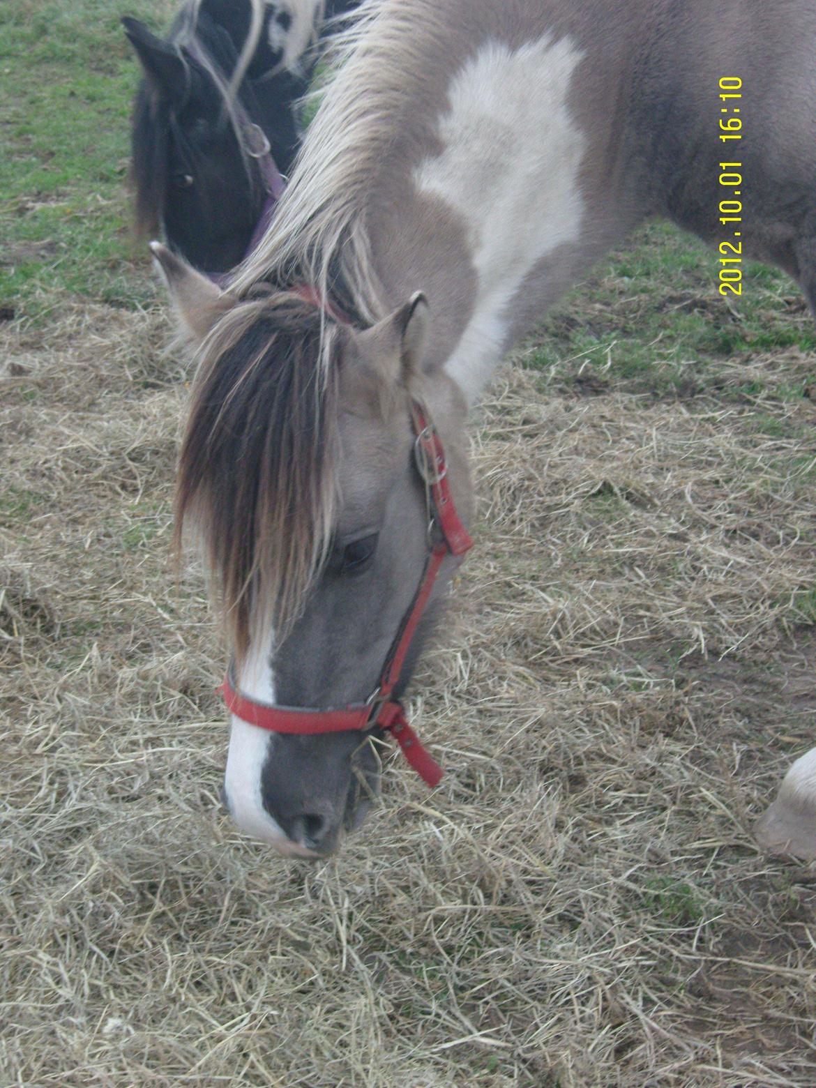 Irish Cob Crossbreed Filina (Fifle) billede 8
