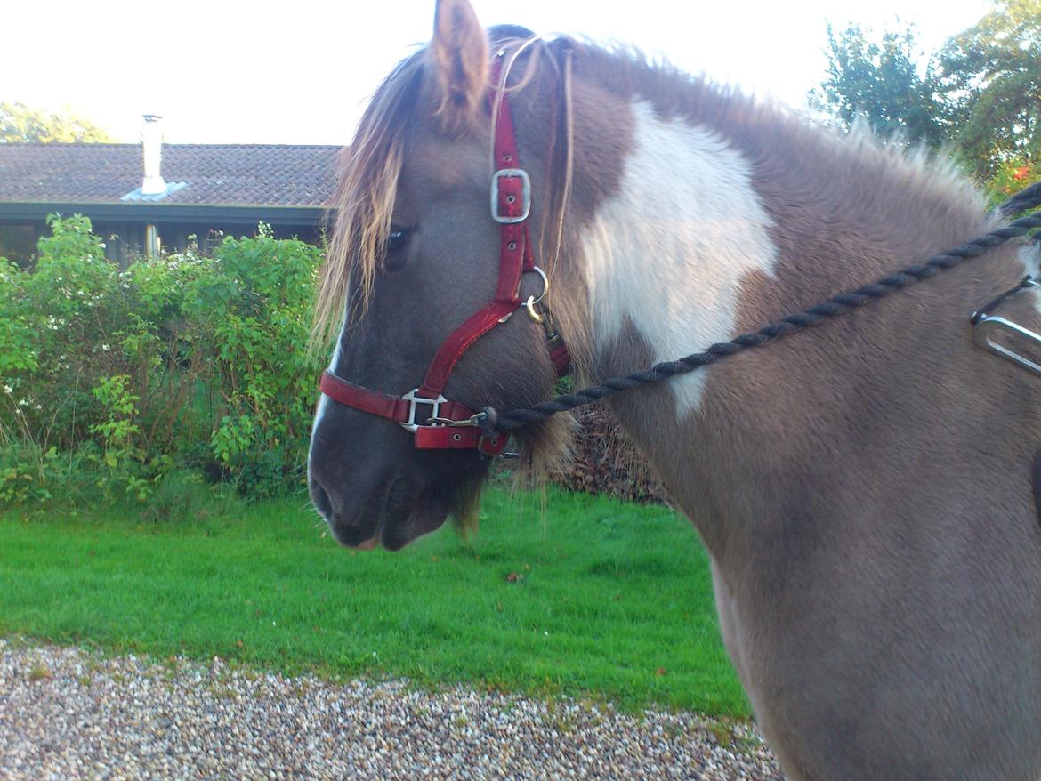Irish Cob Crossbreed Filina (Fifle) billede 9