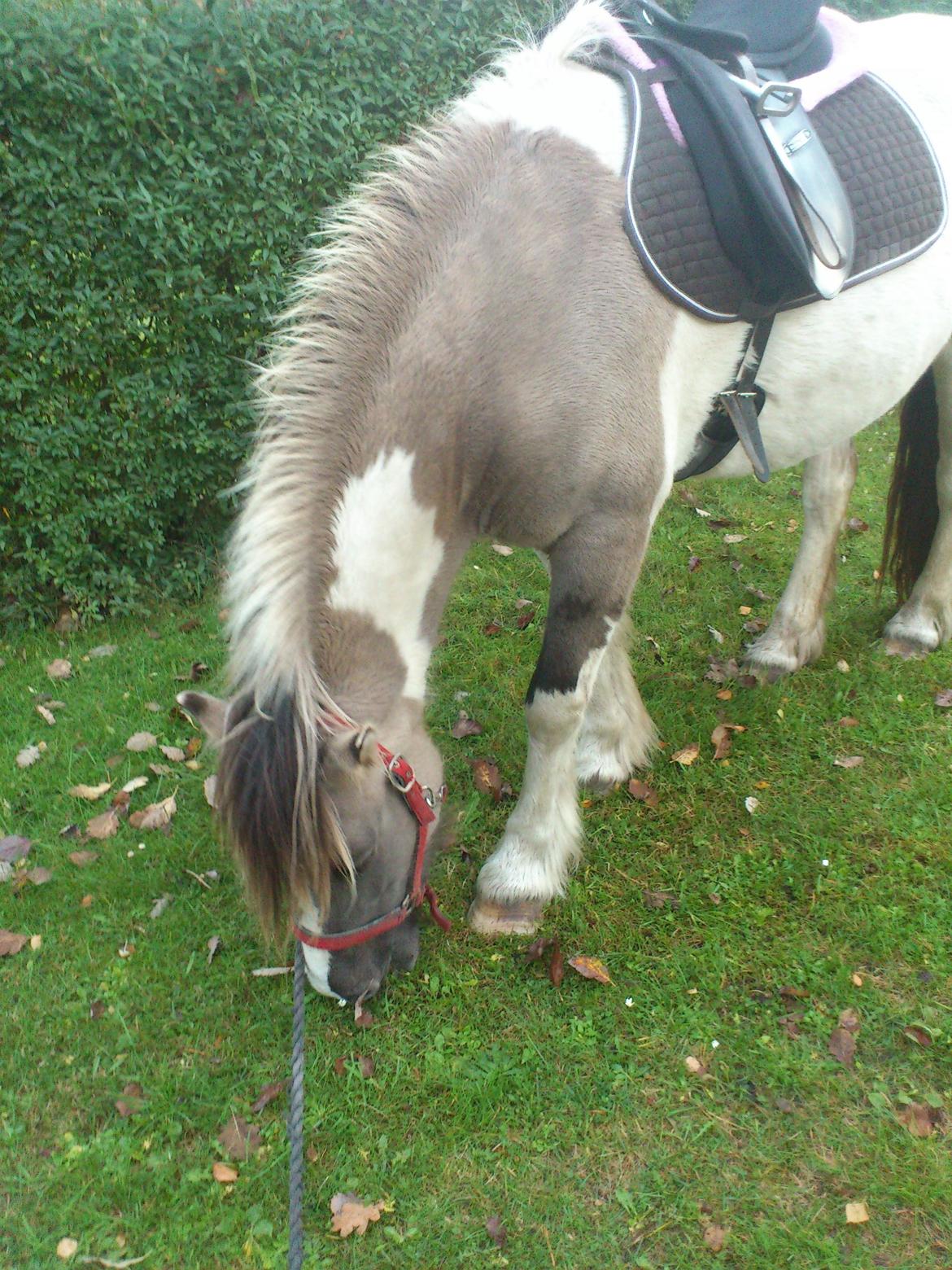 Irish Cob Crossbreed Filina (Fifle) billede 10