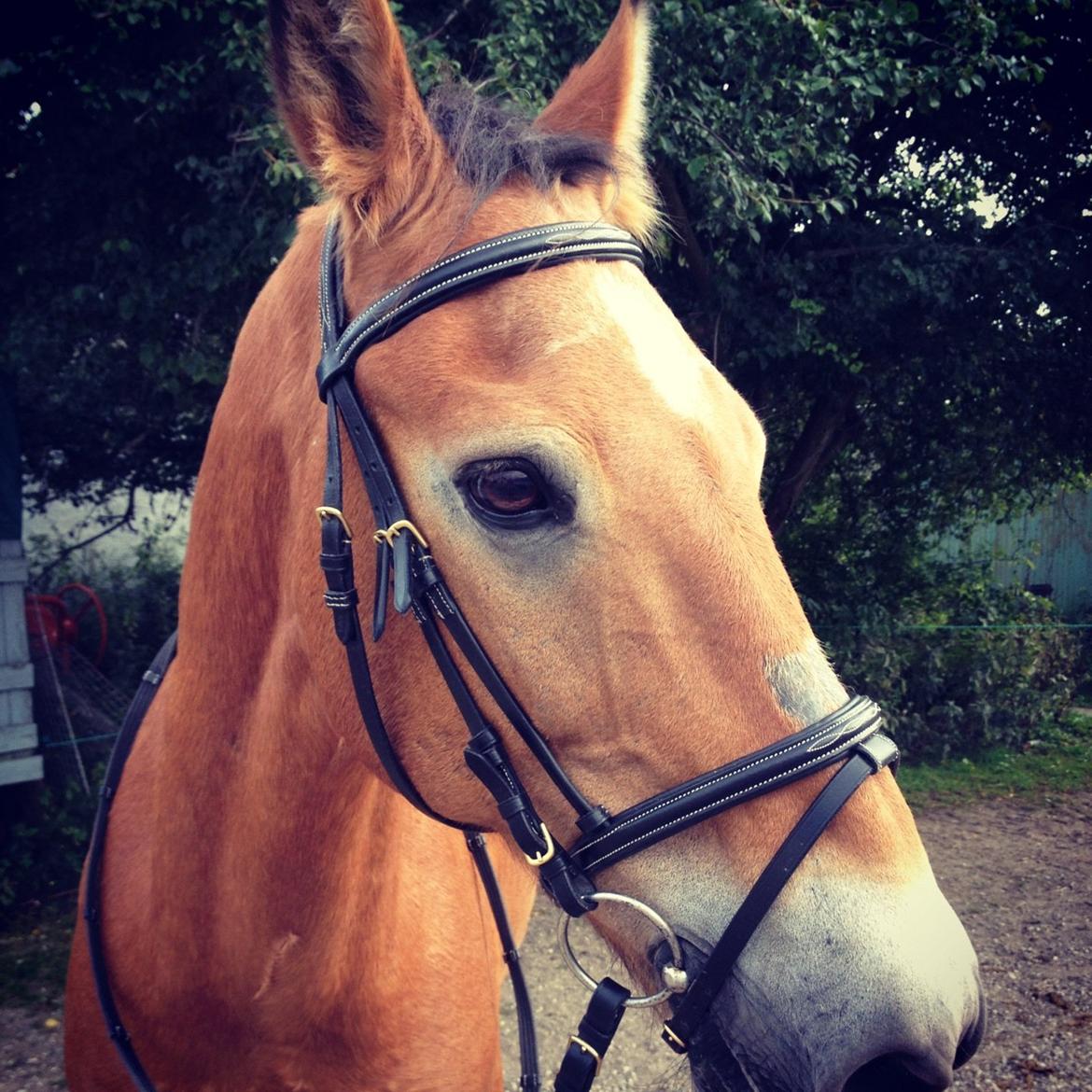 Anden særlig race Lester billede 5