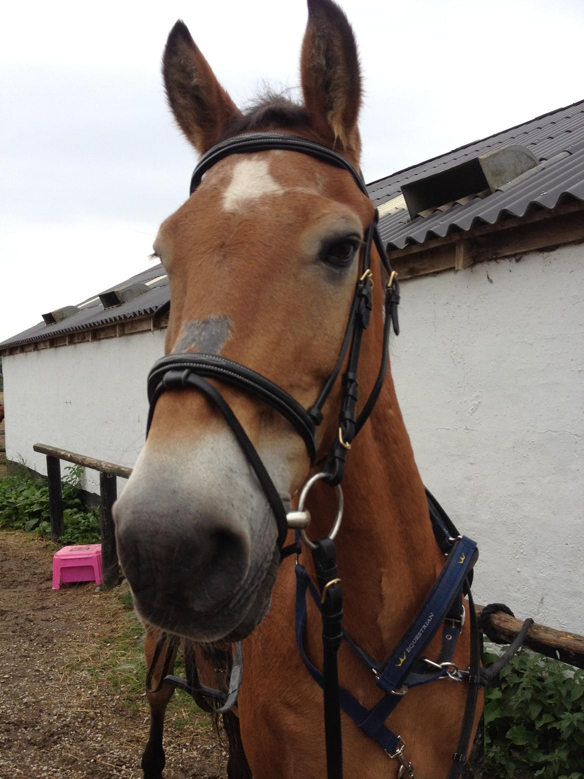 Anden særlig race Lester billede 6