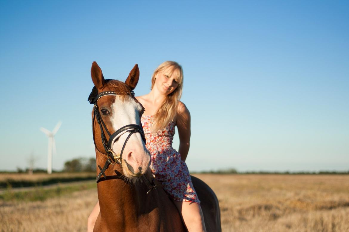 Dansk Varmblod Spanggaards De Fascinacion billede 2