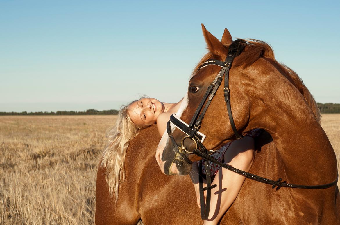 Dansk Varmblod Spanggaards De Fascinacion billede 3