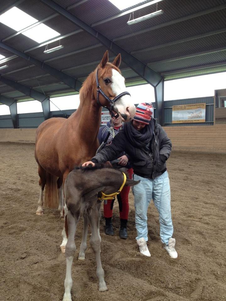 Dansk Varmblod Spanggaards De Fascinacion billede 6