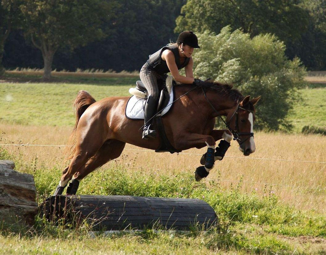 Tysk Oldenburger Gørklitgårds Octana billede 10