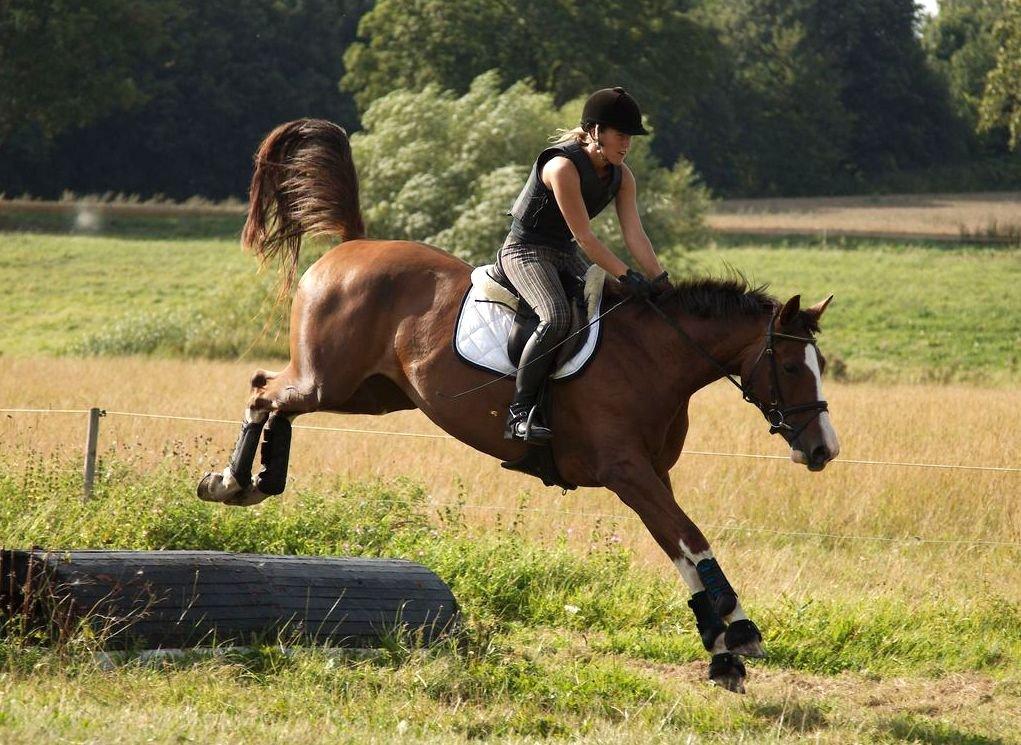 Tysk Oldenburger Gørklitgårds Octana billede 11