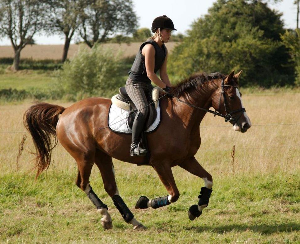 Tysk Oldenburger Gørklitgårds Octana billede 12
